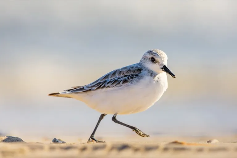 Doñana National Park