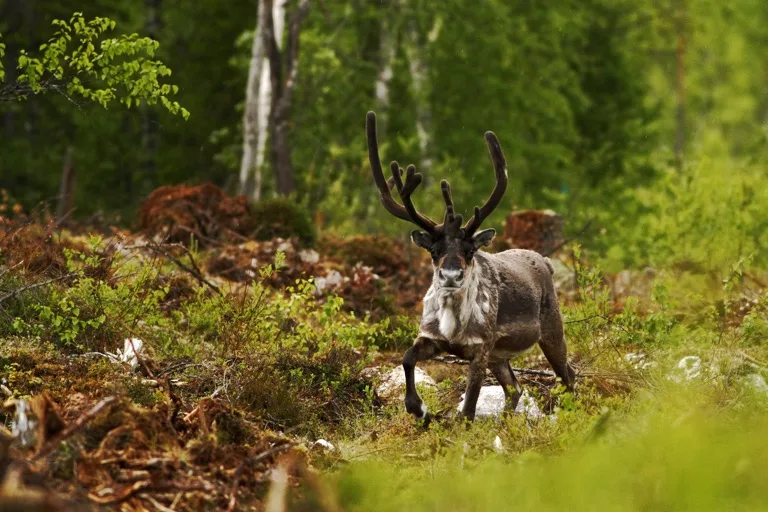 Dovrefjell National Park 2