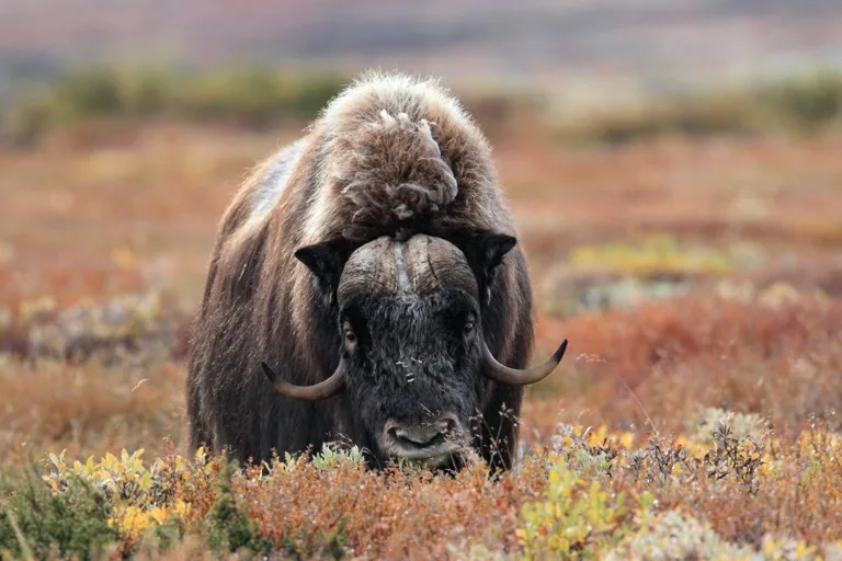 Dovrefjell National Park