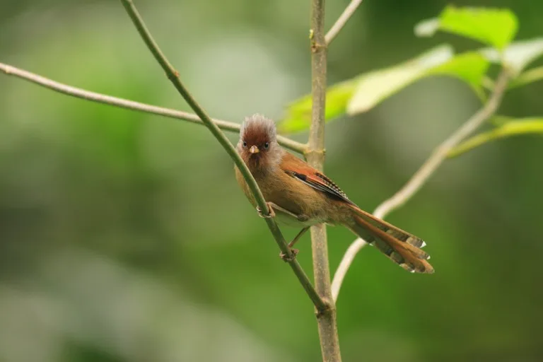 Eaglenest Wildlife Sanctuary 1