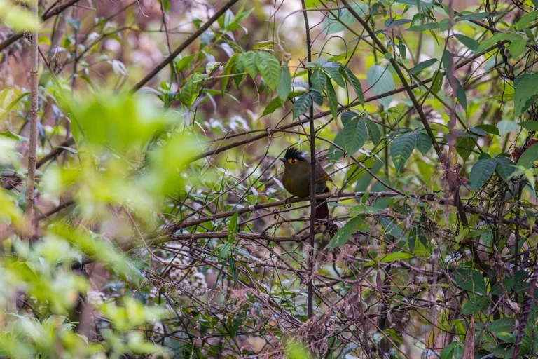 Eaglenest Wildlife Sanctuary 3
