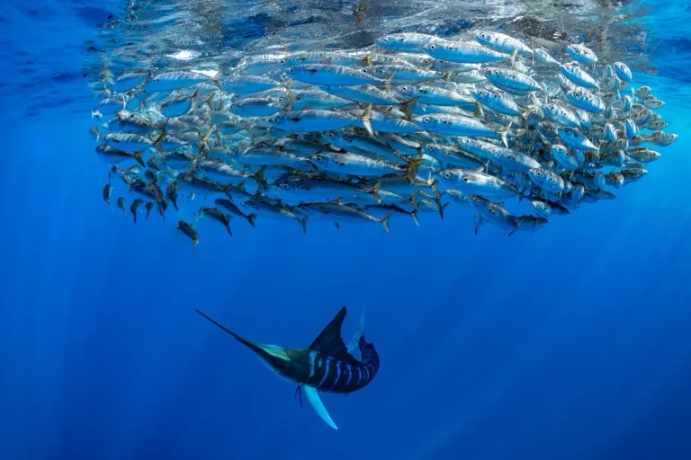 Whale Sanctuary of El Vizcaino 4