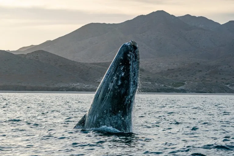 Whale Sanctuary of El Vizcaino