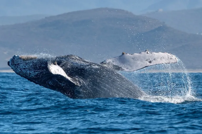 Whale Sanctuary of El Vizcaino 3