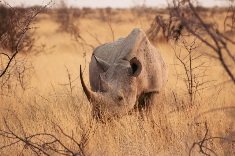 Etosha National Park 1