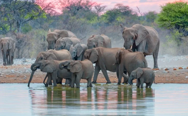 Etosha National Park 2