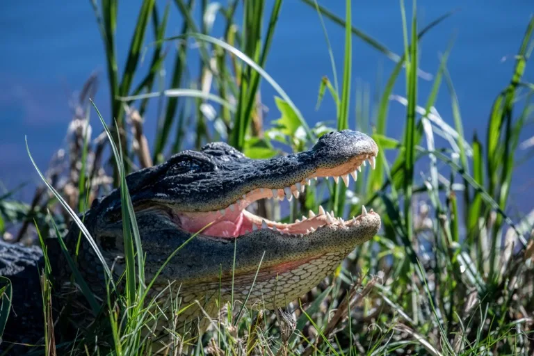 Everglades National Park