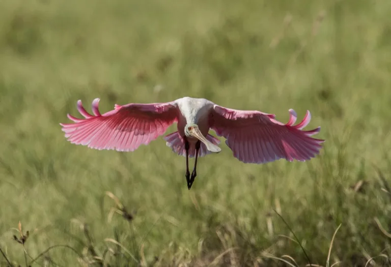 Everglades National Park 1
