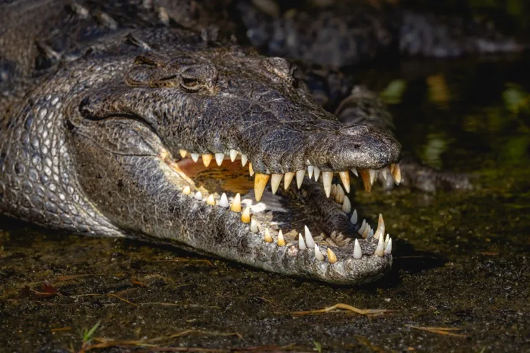 Everglades National Park 2