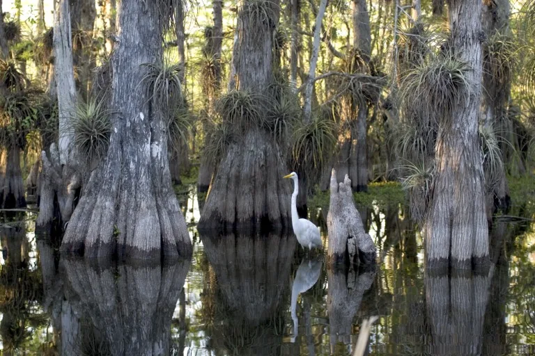 Everglades National Park 4