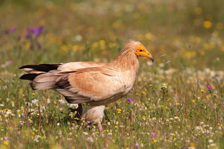Extremadura 4