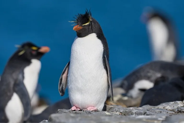 Falkland Islands Nature Reserves