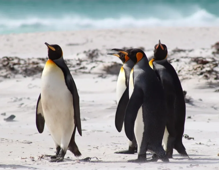 Falkland Islands Nature Reserves 2