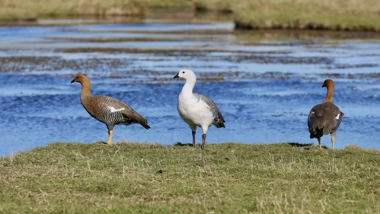 Falkland Islands Nature Reserves 3