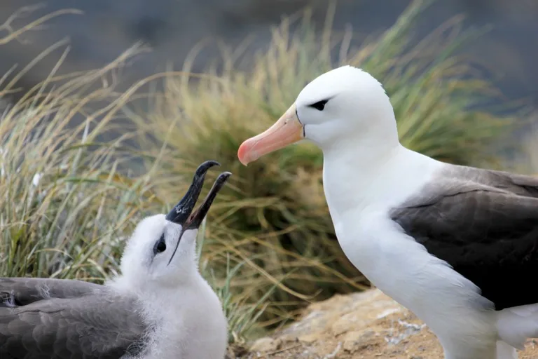 Falkland Islands Nature Reserves 1