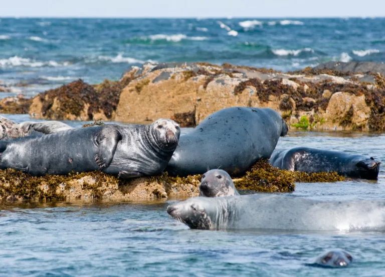 Farne Islands 2