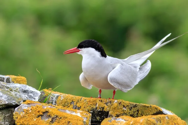 Farne Islands 1