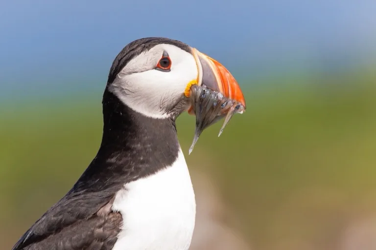 Farne Islands