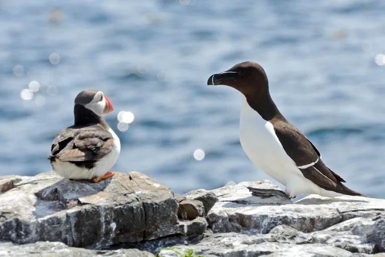 Farne Islands 3