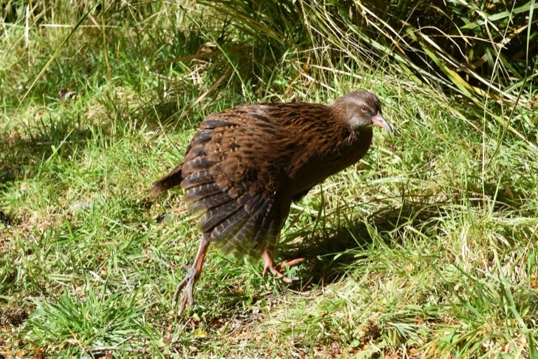 Fiordland National Park 4