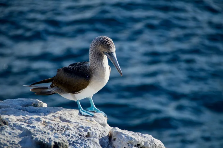 Galápagos Islands 5