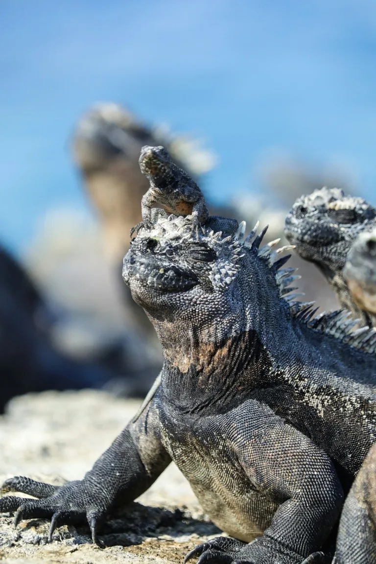 Galápagos Islands 4