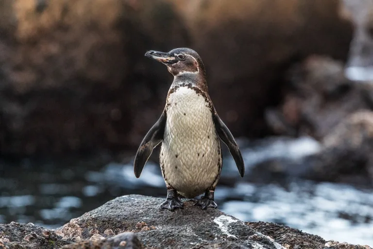 Galápagos Islands 7