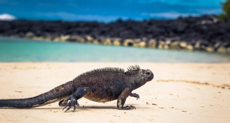 Galápagos Islands