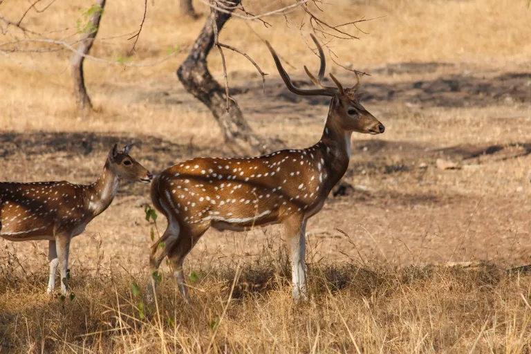 Gir National Park 2