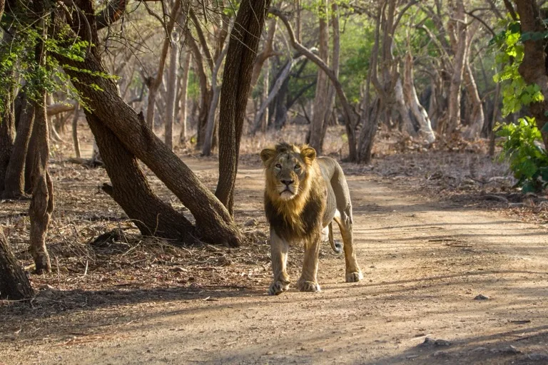 Gir National Park