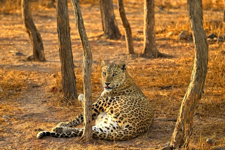 Gir National Park 1