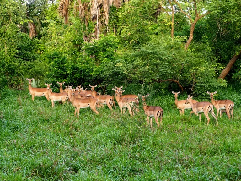 Gorongosa National Park 1