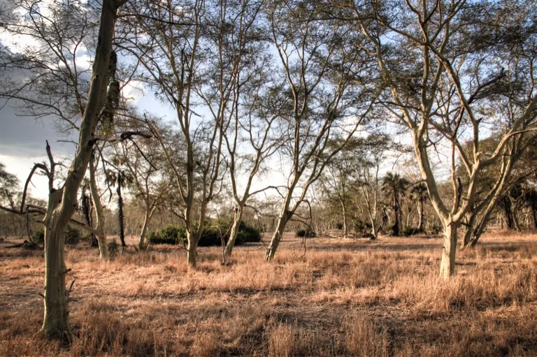 Gorongosa National Park 2
