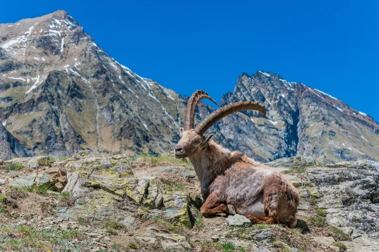 Gran Paradiso National Park