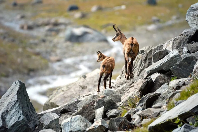 Gran Paradiso National Park 1