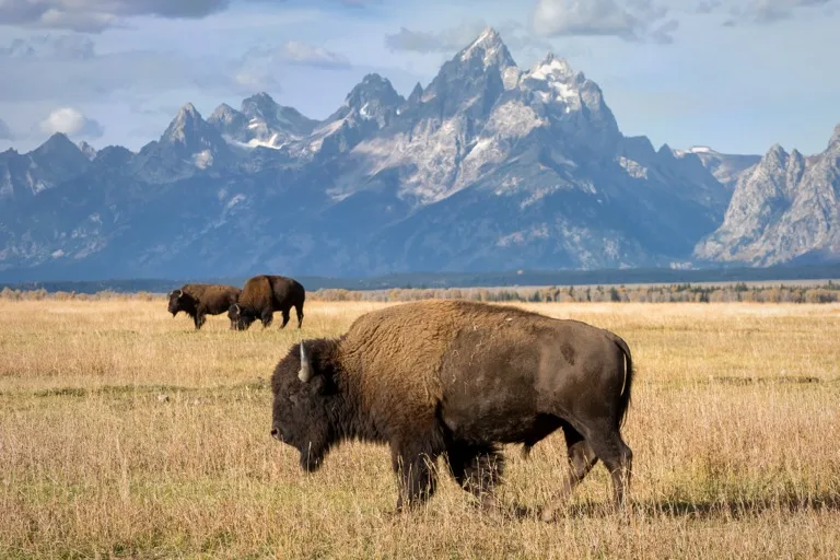 Grand Teton National Park 1