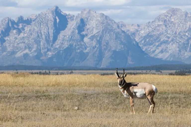 Grand Teton National Park 2