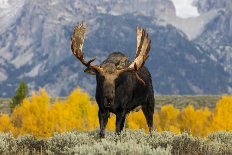 Grand Teton National Park