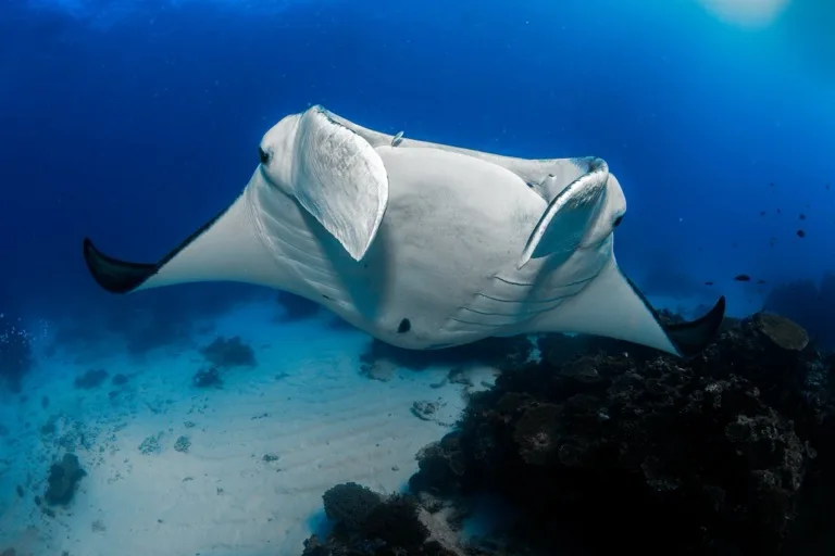 Great Barrier Reef Marine Park 2