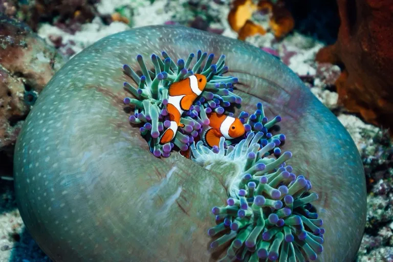 Clownfish in anemone