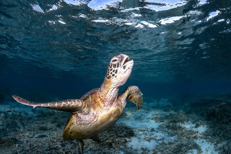 Great Barrier Reef Marine Park 1