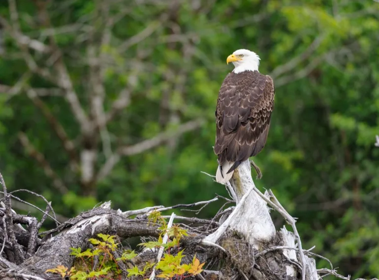 Great Bear Rainforest 4