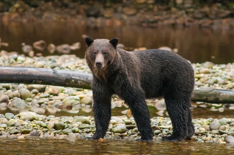 Great Bear Rainforest 2