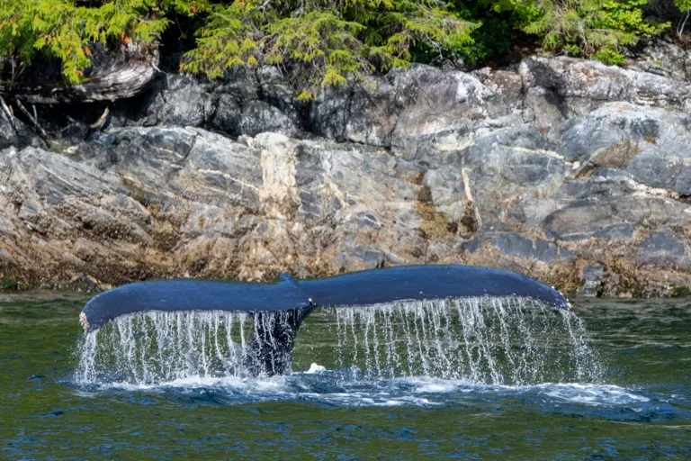 Great Bear Rainforest 1