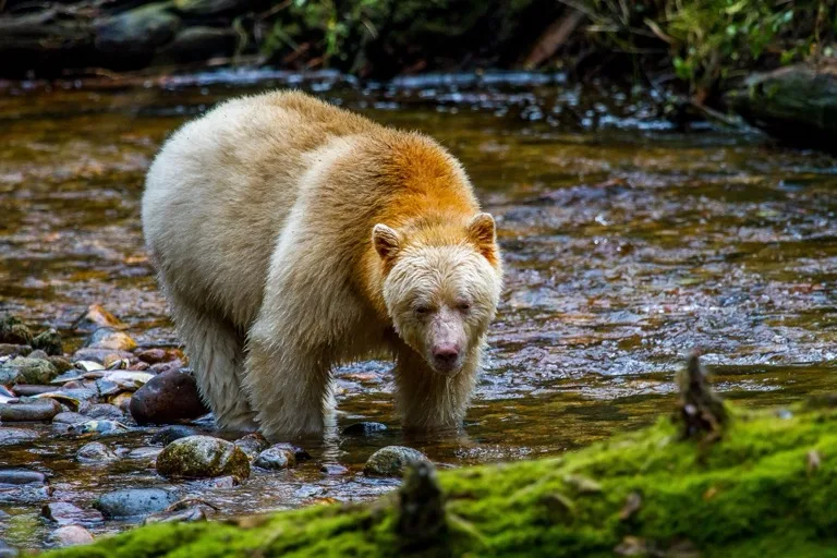 Great Bear Rainforest