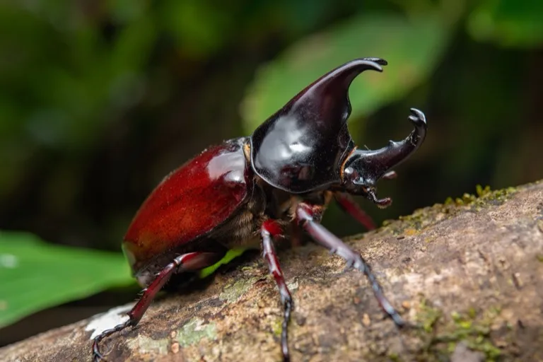 Kinabalu Park 1
