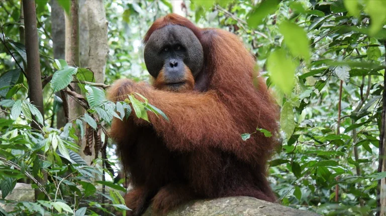 Gunung Leuser National Park 1