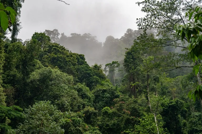 Gunung Leuser National Park 3