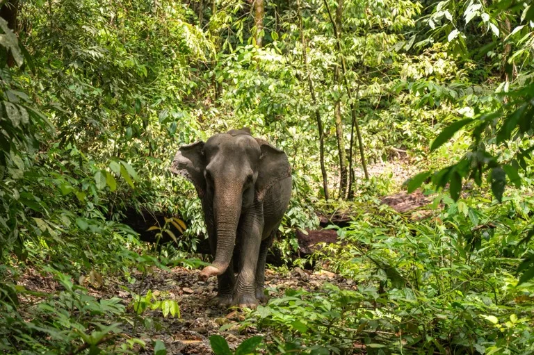 Gunung Leuser National Park 2