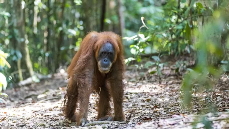 Gunung Leuser National Park